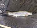 Kettle Trout1